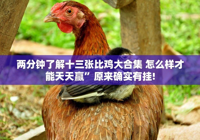 两分钟了解十三张比鸡大合集 怎么样才能天天赢”原来确实有挂!